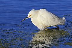 Snowy Egret